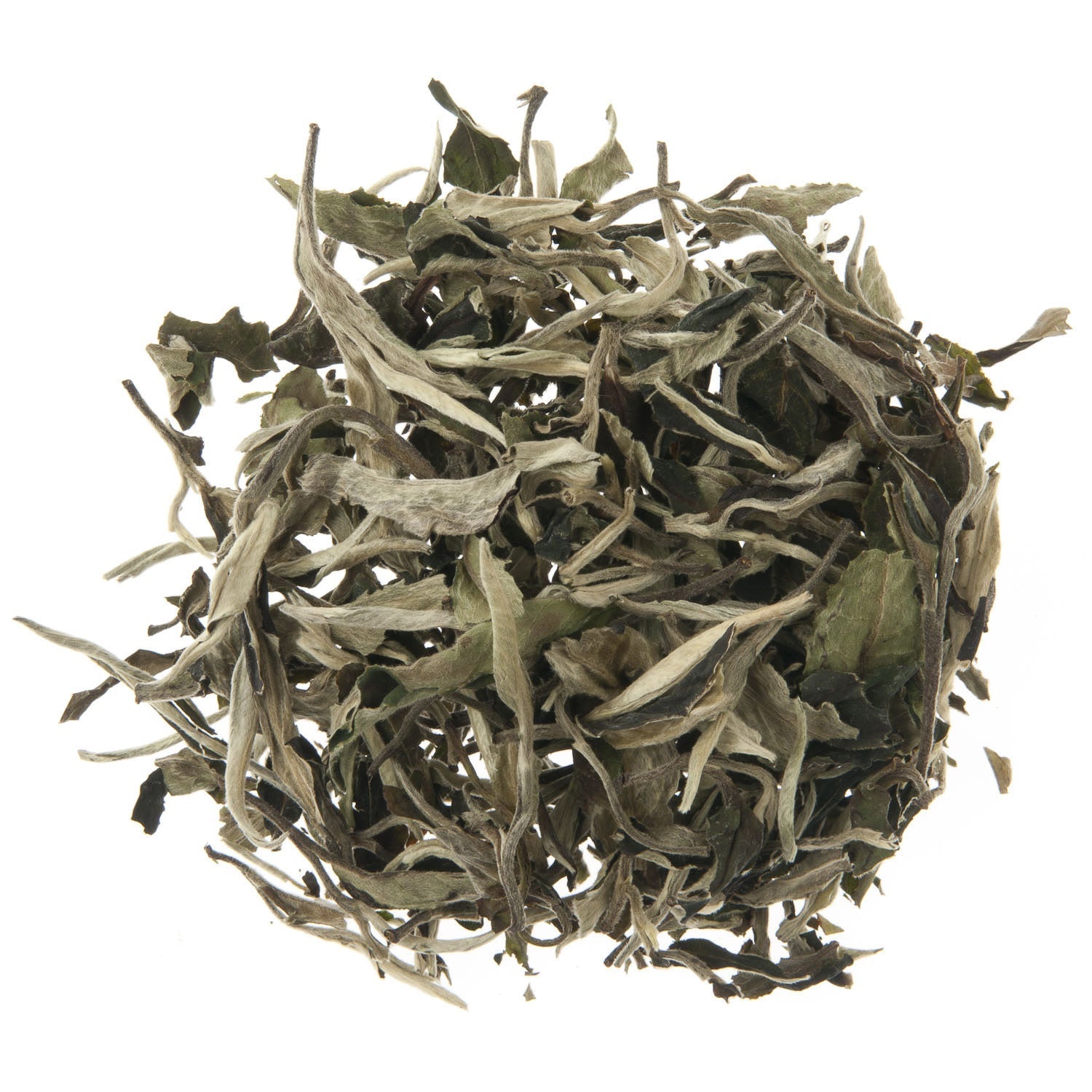 SILVER MOONLIGHT WILD WHITE